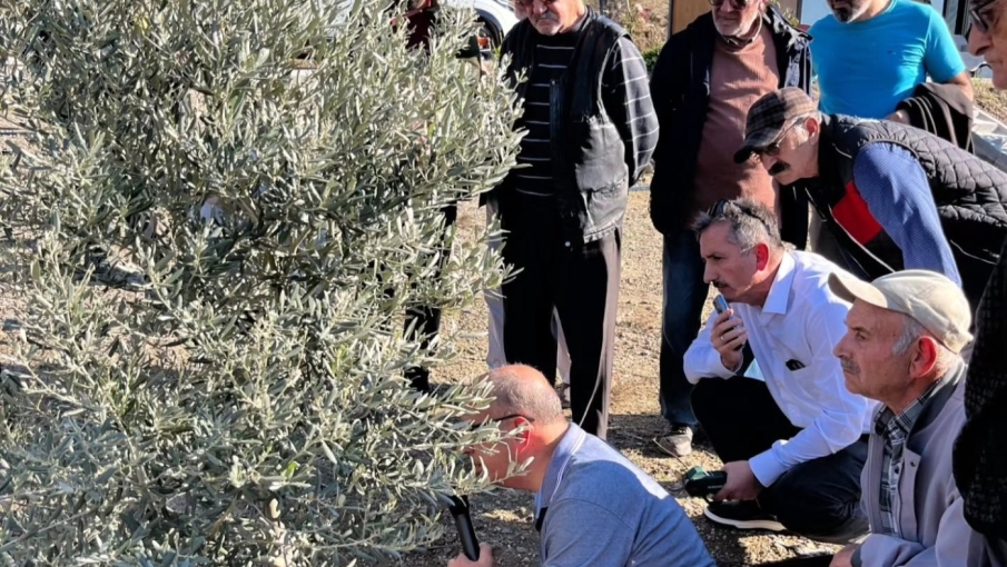 Eskişehir'de zeytin üreticilerine önemli eğitim